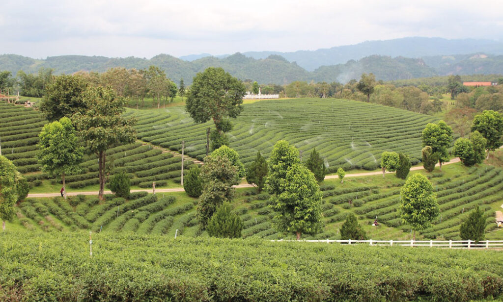 Choui Fong Tea Plantation